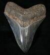 Gorgeous Megalodon Tooth - South Carolina #15604-1